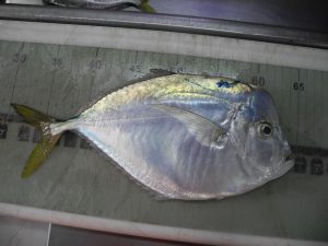 AtlanticMoonfishSelenesetapinnis